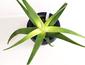 Aloe Vera - Alte Pflanze mit großer Wirkung